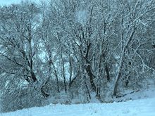 we have had some wet, heavy, sticky snow falls this week. It really weighs down the branches and electric wires.