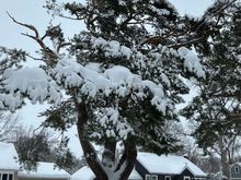 Heavy snow puts a lot of stress on trees. See the bare branch on teh upper left of the tree?