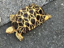 Burmese turtle out for a walk in Yanaka