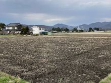 Wasabi fields