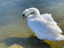 Lot's of Swans on the Round Pond