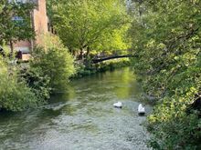 Swans chilling out along the river