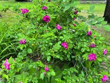My rose bush has started flowering. They smell awesome.