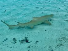 We swam with these harmless Lemmon sharks 