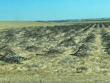 Farmers are having a tough time in what was once one of the largest "bread baskets" in the country.  No water.  We live in a state with a constant drought.  These are dead trees.