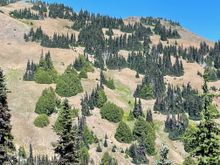As you are hiking up the trail, you will see these groupings of trees and bushes on the hill side.  They looked like little floating ponds to me!