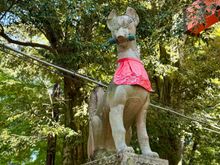 Red fox is a protector 