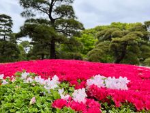 Azaleas in bloom at East Imperial Palace Garden