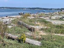 Love these big logs on the beach, they make great benches.