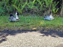 The state bird of Hawaii, the endangered Nene 
goose.
