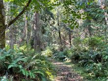 Lot's of great hikes.  This is HIke C, we took a Forest Bath walking through this trail.  Forest Bath, it's a thing, look it up!