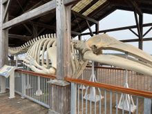 This is Gunther who unfortunately washed up on the shore, somewhere in the region and he was allowed to decay and then his bones were re-assembled in the open gallery at the end of the wharf.