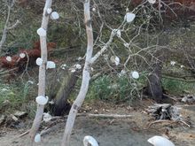 After discovering apples grow on trees, imagine my surprise that clams grow on trees here as well.  What kind of state is this