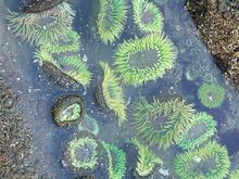 Sea anemones everywhere.  They need water to open up that's why it's so important to see them when the tide is coming in.