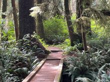 Boardwalk on the trail.  It was sunny when we did this walk but a few hours later it was pouring.