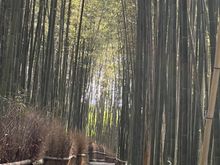 Proof that we actually hit an empty stretch at Arashiyama Bamboo Forest