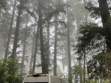 Here is Nike under the big trees in our site