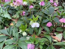 Hellebores 