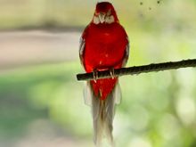 Eastern Rosella 