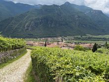 Climbing higher above town, vineyards all around 