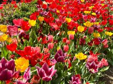Back at Gulhane Park for more tulips