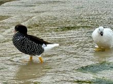 Kelp Geese, female on L and boring male on R