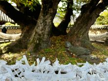Koreans love to leave wishes at various places. This is a beloved 600 year old Zelkova tree, and my wish…
