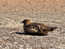 Falklands Skua looking for penguin eggs an chicks…