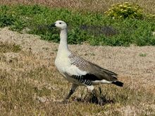 Upland Goose (male)