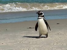 Magellanic penguin strutting its stuff on a glorious beach day