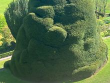 Powis - crazy overgrown topiary!