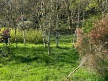 Caerau Gardens - woodland