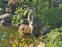 “My” Gardens. I did another meditation walk there this week after the gardens are closed. When the walk was finished, I came upon this guy, I did not zoom in, he was that close. I think the gardens are probably really interesting when the humans go home and the gardens are closed. This was the walk on Tao which I still am unsure of, but the meditation part is working. I’m a skeptic no longer. 