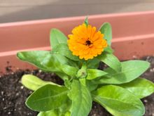 Pot marigold from seed 