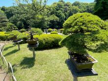 Bonsai trees in the garden.  I really like these but they take a lot of care