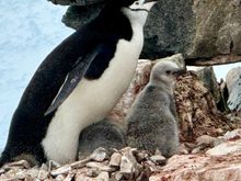 Chinstrap penguin and chick