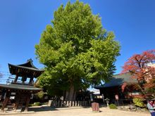  1200 year old ginkgo tree