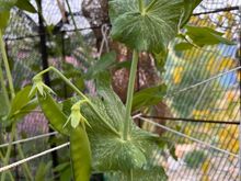 First snow peas!
