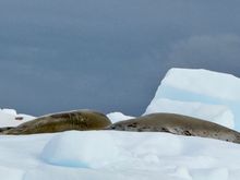 Weddell seals
