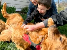 Our next-door neighbor’s golden, Gracie.