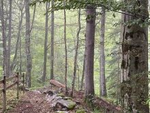 Misty rain in the forest 