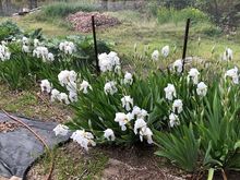 Of course since I don't like the color the irises are going gangbusters.