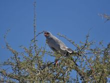 Pale Chanting Goshawk, common bird of prey in Etosha