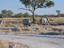 The two of them sharing a waterhole. Truce amidst tension. Both with a lousy temper.