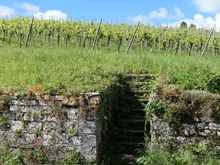 Arbois vineyards 