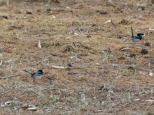 Blue fairy wrens, they dart around so quickly, hard to photograph. 