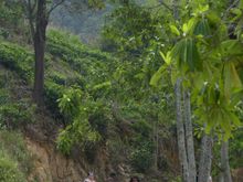 Walking to Little Adam's Peak