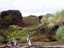 Magellanic penguins

