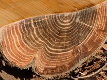 The hushed Redwoods area had 30 GIANT Sequoias including the 50m General Sherman. They are currently suffering from a bark beetle infest (georgous harrisonicus). The massive rock outcrops nearby had names like Blakesly and Lassiter. The unique kids area had colorful art installations and laminated poetry among the open-air huts constructed from twigs and bark. A boy recently adopted from Mali delighted in showing us his colorful sparkle wand. A chess board was made atop a sawed-off trunk.