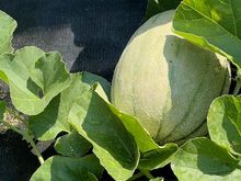 I will have to look at my seed packets.